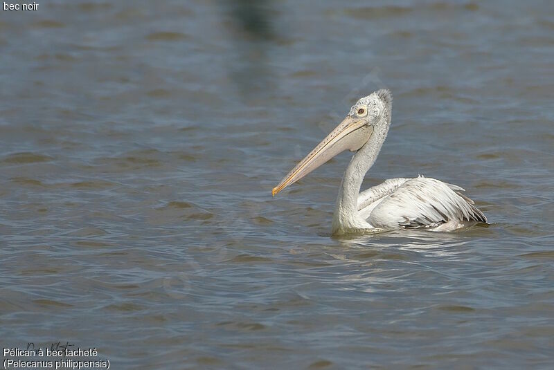 Spot-billed Pelican