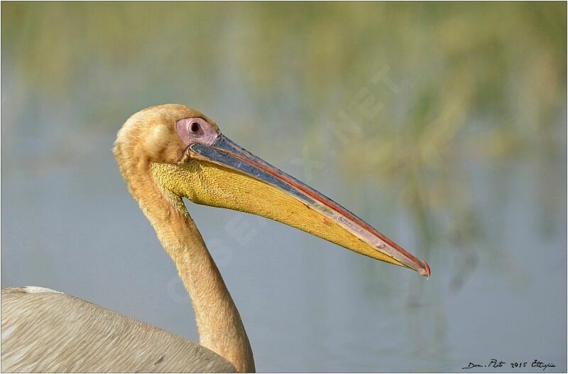 Great White Pelican