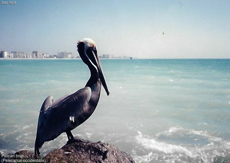 Brown Pelican