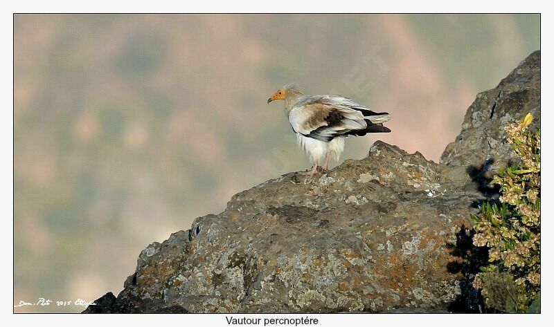 Egyptian Vulture