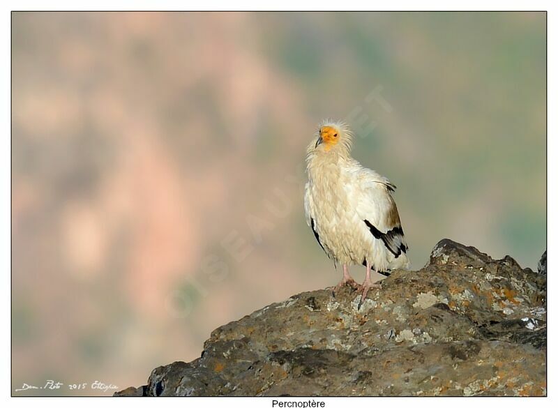 Egyptian Vulture