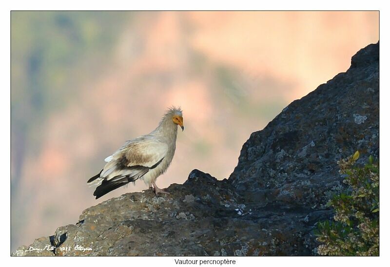 Egyptian Vulture