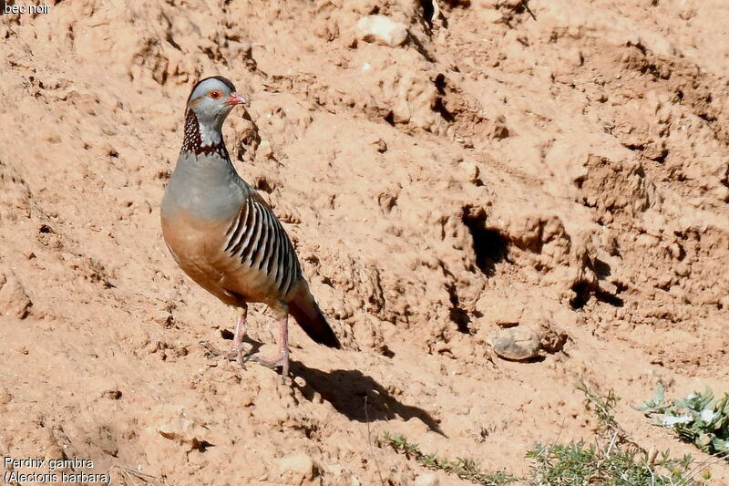 Barbary Partridge