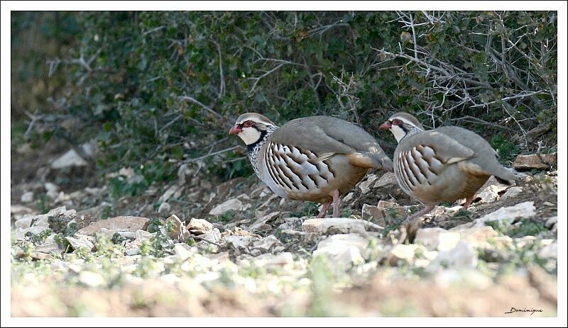 Red-legged Partridge