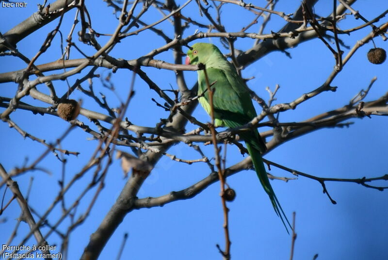 Rose-ringed Parakeet