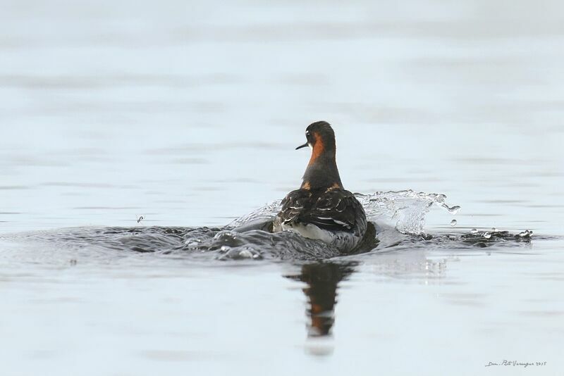 Red-necked Phalarope