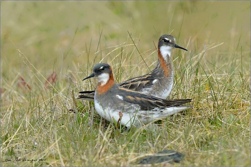 Red-necked Phalarope