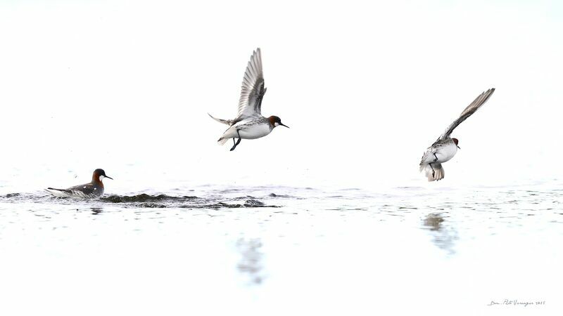 Phalarope à bec étroit