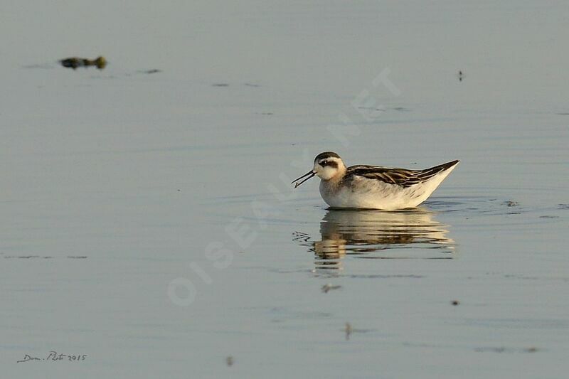 Red-necked Phalarope