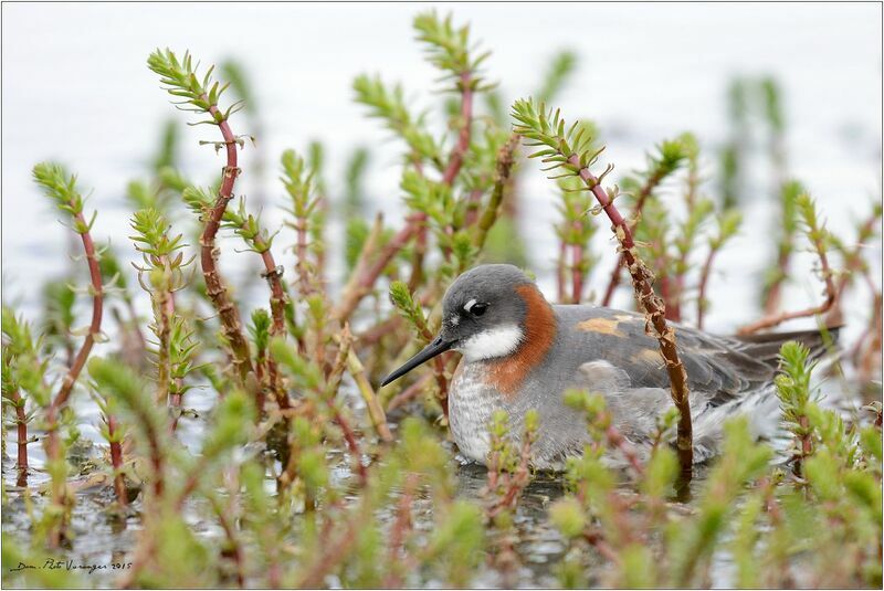 Phalarope à bec étroit