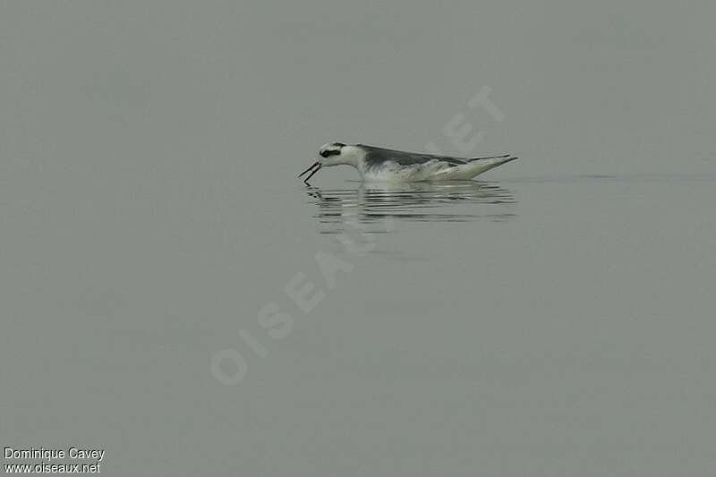 Phalarope à bec largeadulte internuptial, habitat, pêche/chasse