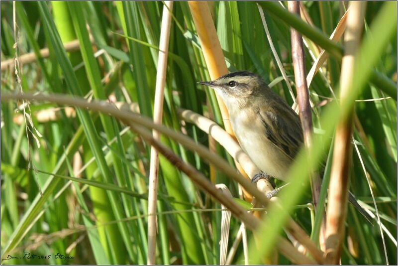 Sedge Warbler