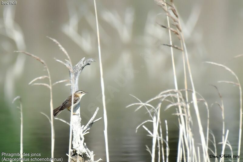 Sedge Warbler