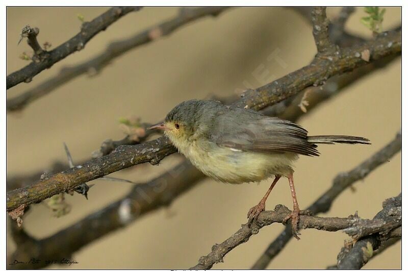 Buff-bellied Warbler