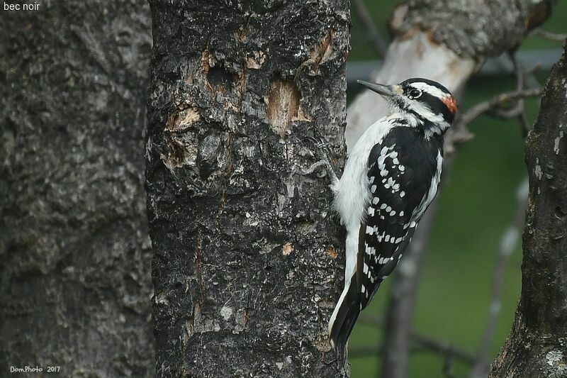 Hairy Woodpecker