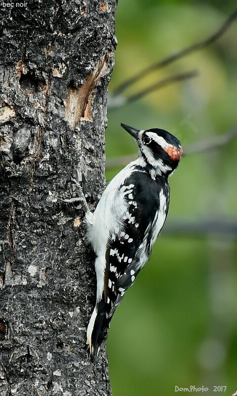 Hairy Woodpecker