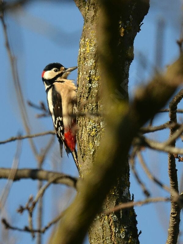 Great Spotted Woodpecker