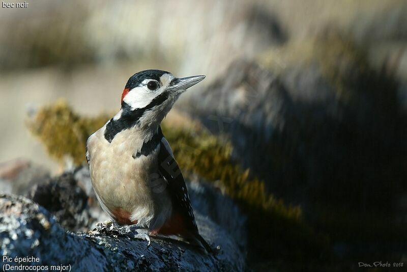 Great Spotted Woodpecker