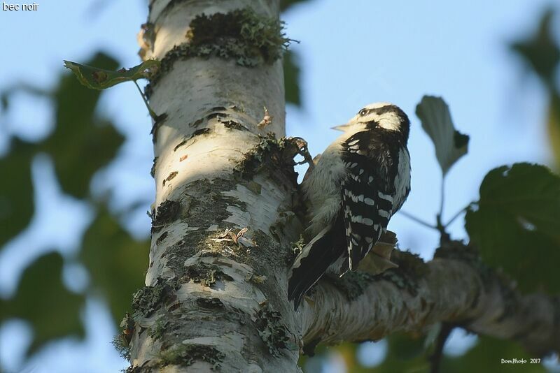 Downy Woodpecker