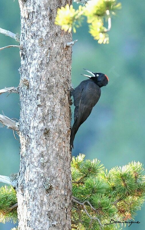 Black Woodpecker