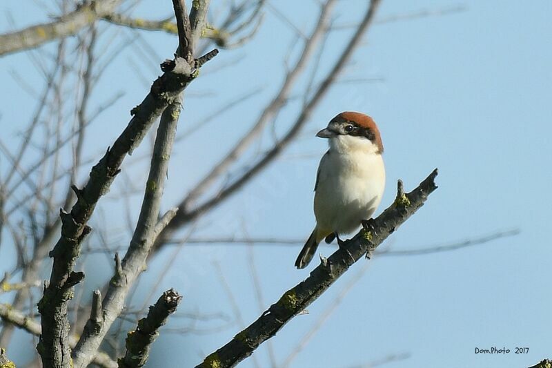 Woodchat Shrike