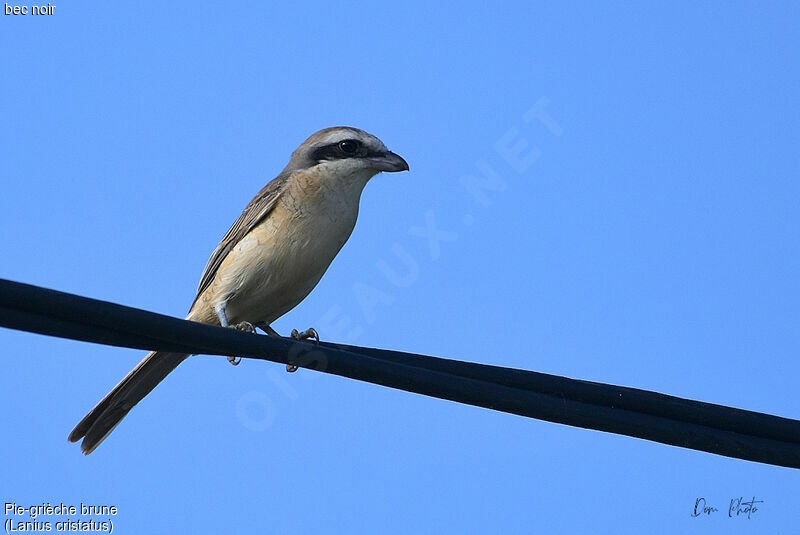 Brown Shrike