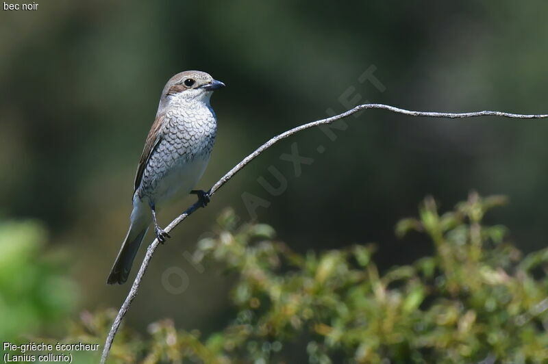 Red-backed Shrike