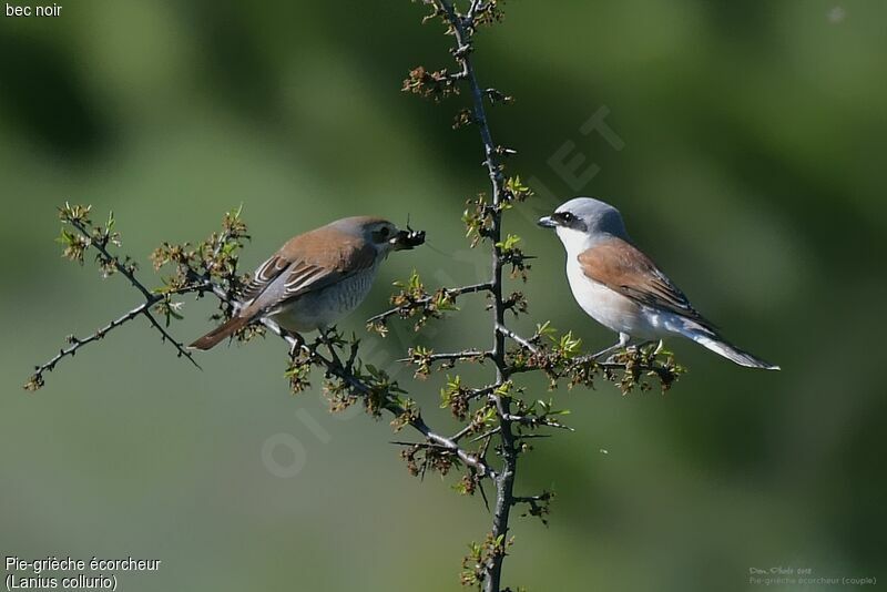 Red-backed Shrike