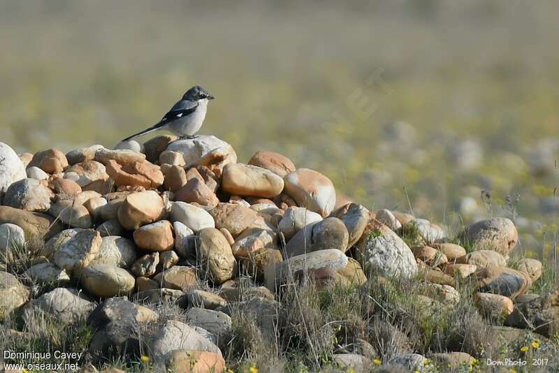 Iberian Grey Shrikeadult, habitat