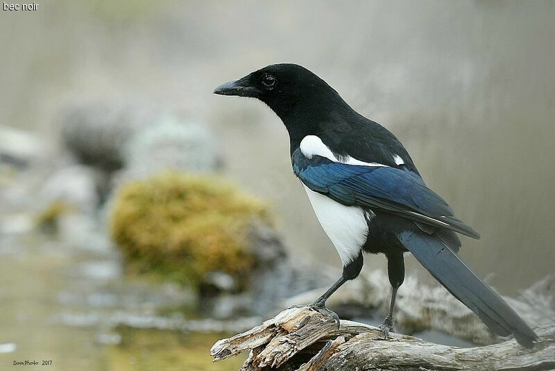 Eurasian Magpie