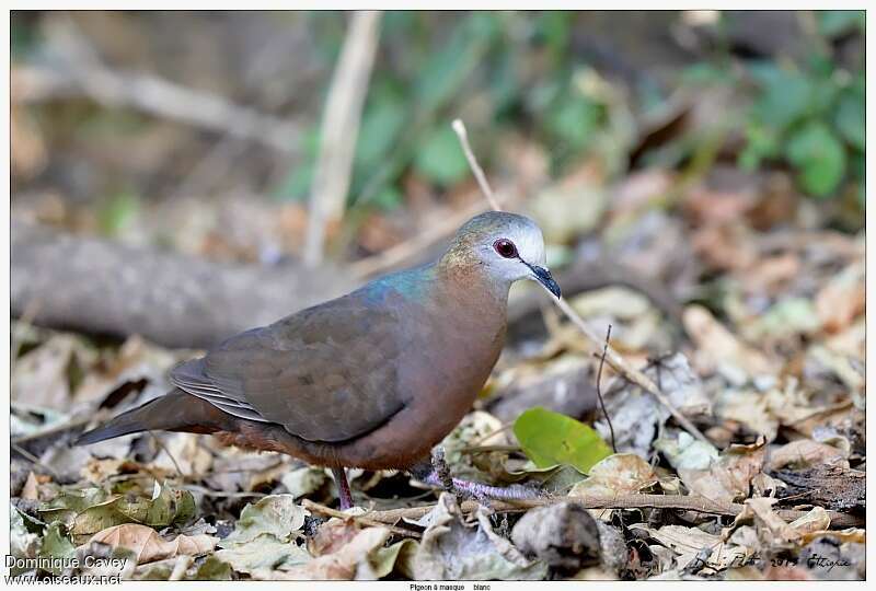 Lemon Dove male adult breeding, identification