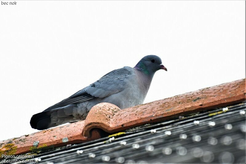 Stock Dove