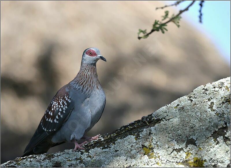 Pigeon roussard