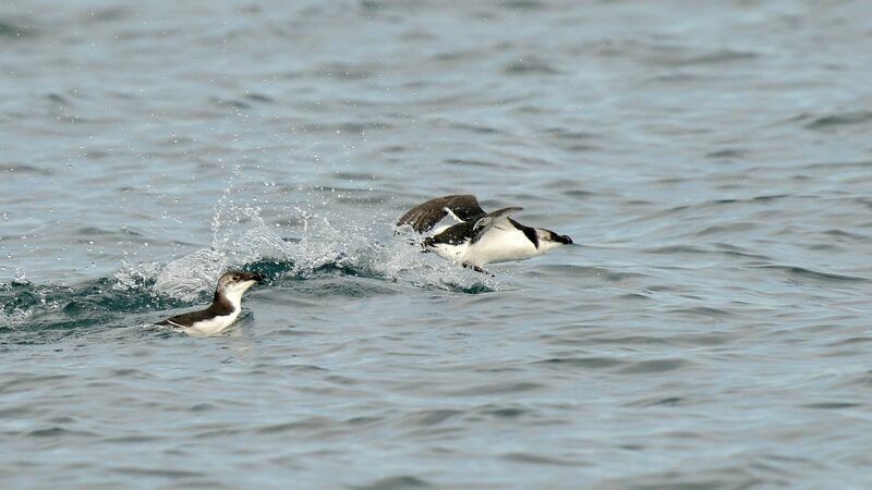 Pingouin torda