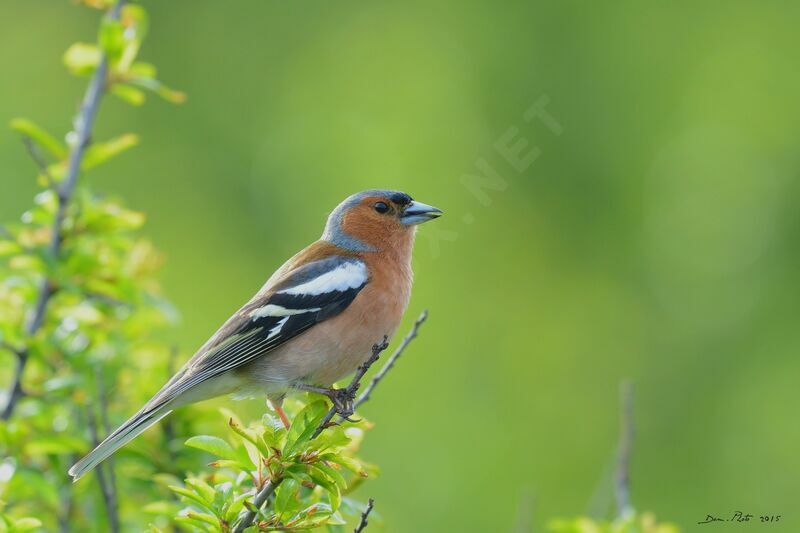 Eurasian Chaffinch