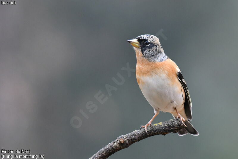 Brambling