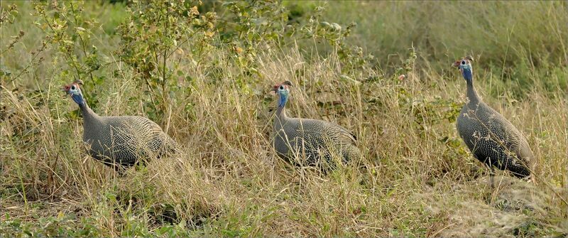 Helmeted Guineafowl