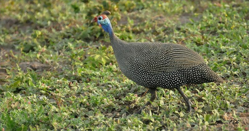 Helmeted Guineafowl