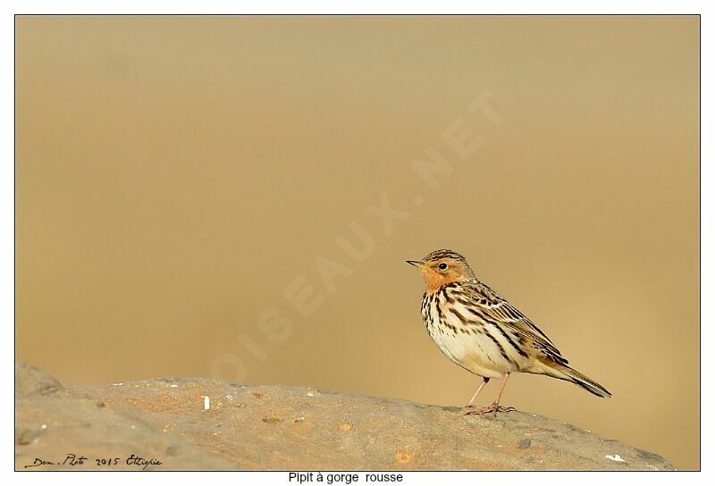 Pipit à gorge rousse