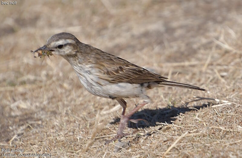 New Zealand Pipit