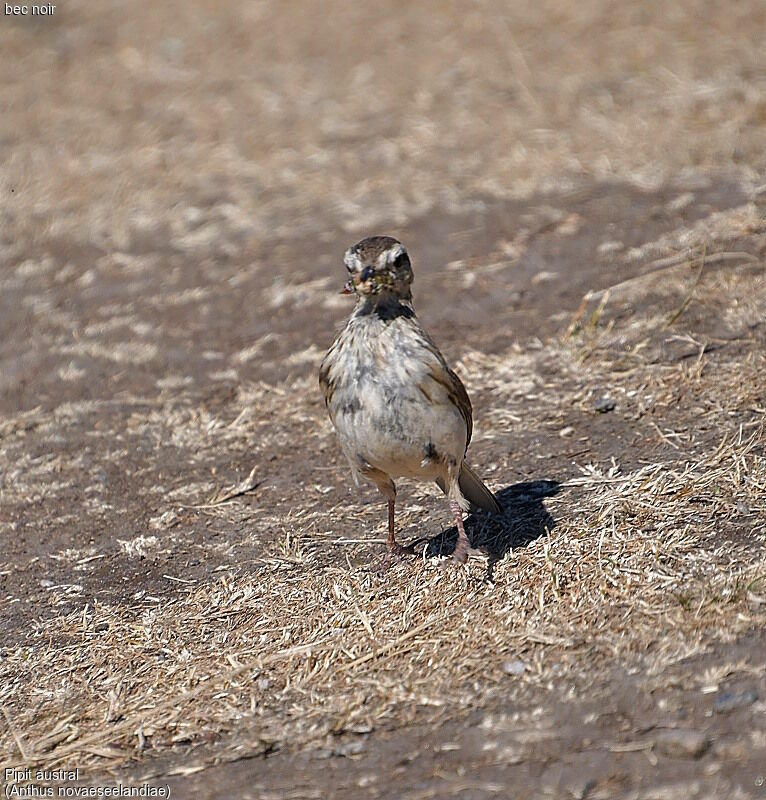 New Zealand Pipit