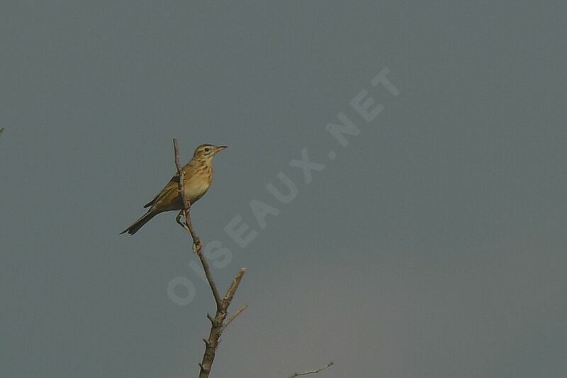 Richard's Pipit