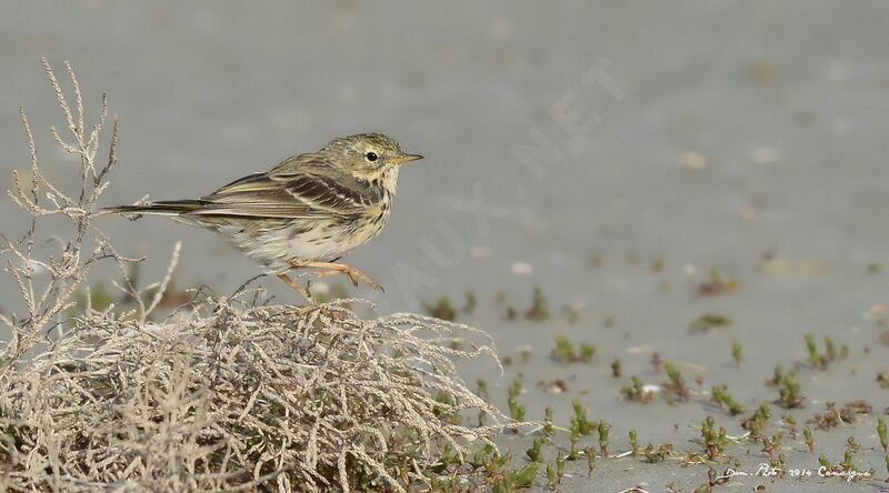 Meadow Pipit