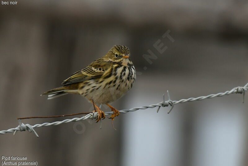 Pipit farlouse