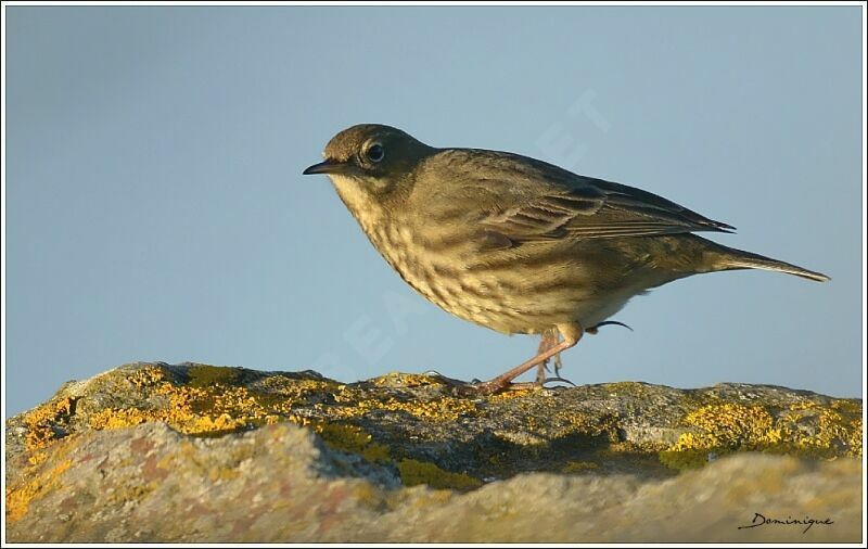 European Rock Pipit