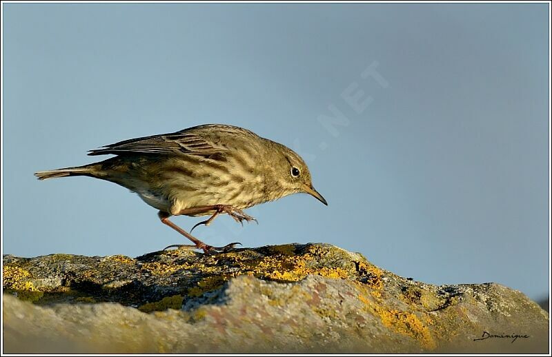 European Rock Pipit