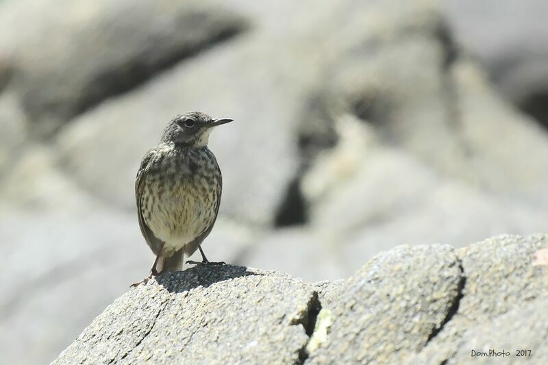 European Rock Pipit