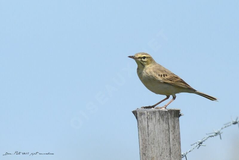 Tawny Pipit