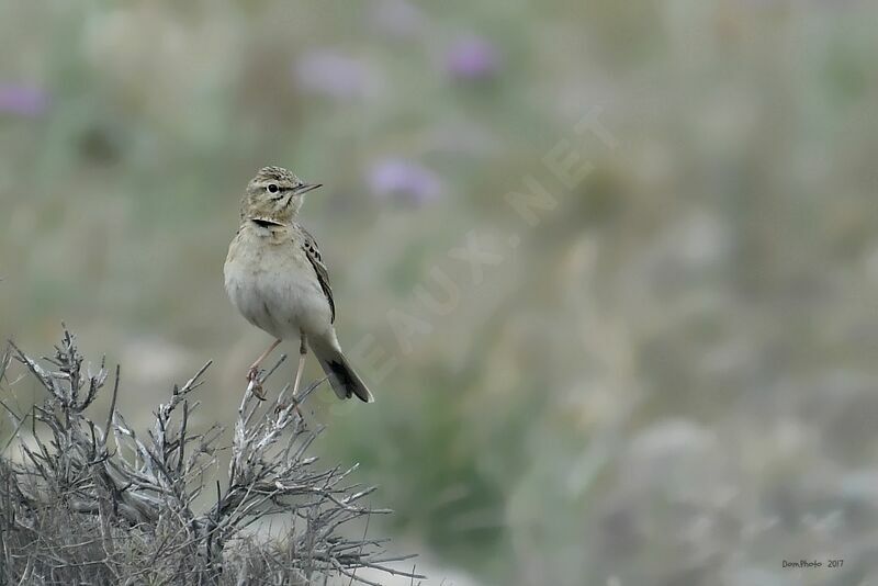 Pipit rousseline