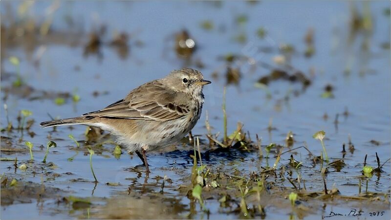 Water Pipit